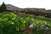 20 Estese fioriture di Elleboro fetido (Helleborus foetidus)